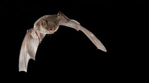 Whiskered Bat in flight- Bat conservation Ireland