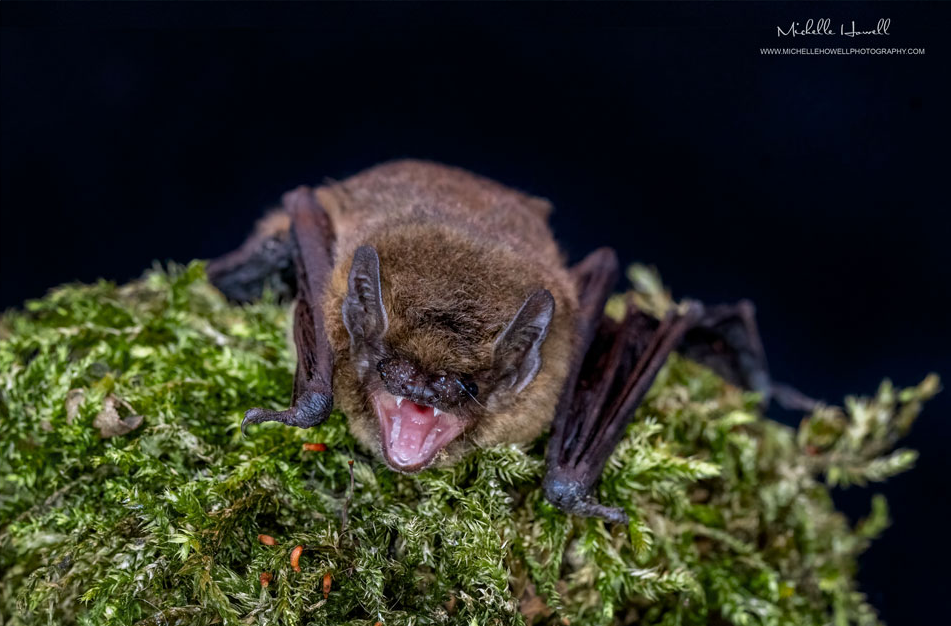 Common Pipistrelle
